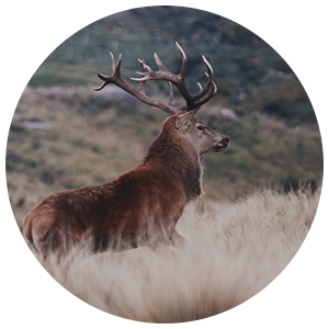 Venison.webp